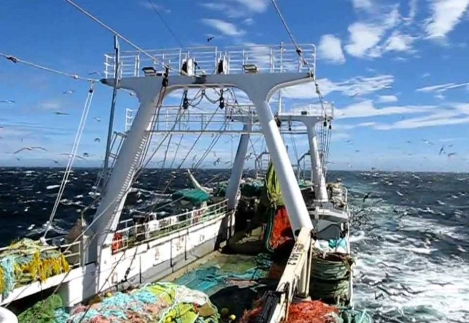El gobierno de las Islas Malvinas ya autorizó a 35 embarcaciones para que comiencen a depredar el calamar