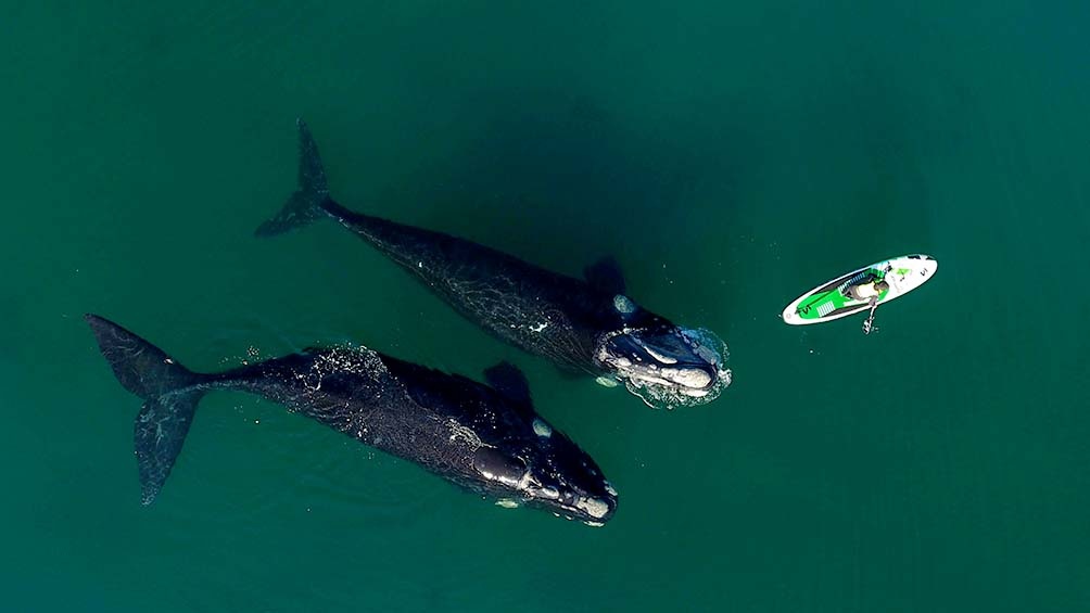 Por primera vez se registró la migración completa de una ballena franca con cría