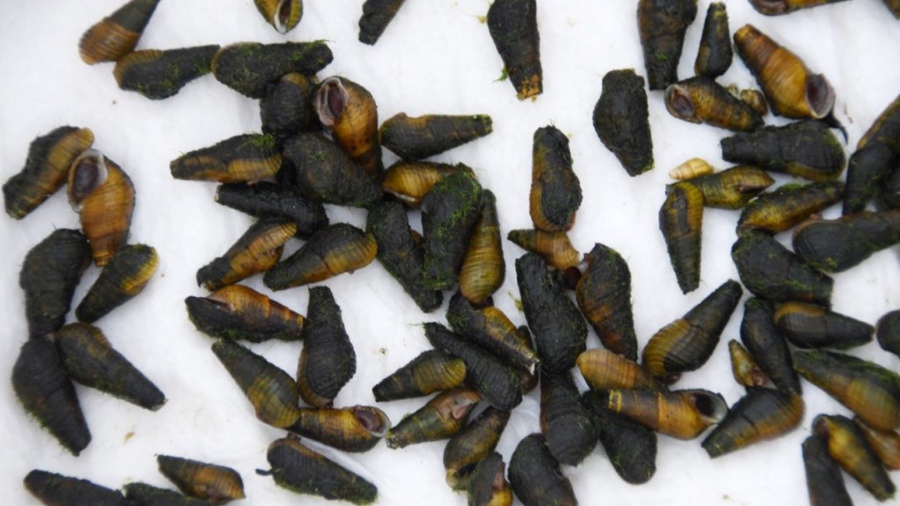 Yacyretá reintrodujo en el Paraná una especie de caracol que corría riesgo de extinción