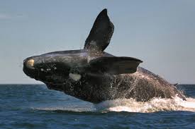 Ejemplar de ballena franca lleva más de 50 años volviendo a Chubut