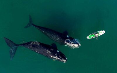 Impactante presencia de ballenas en los golfos de la Península Valdés