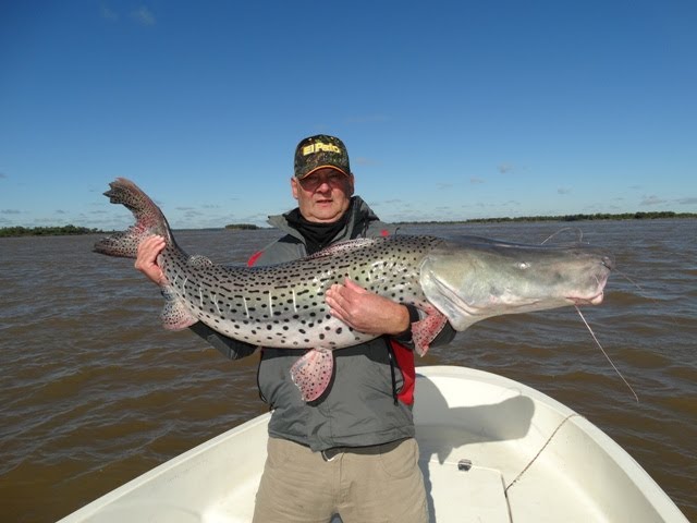 Hay recompensa para quienes pesquen surubíes marcados en el río Uruguay